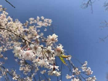 Low angle view of cherry blossoms in spring