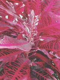 Full frame shot of pink leaves