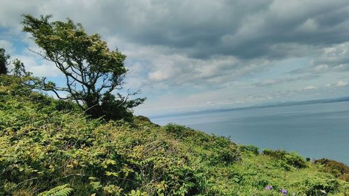 Scenic view of tree by sea against sky