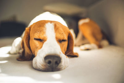 Close-up of a dog sleeping