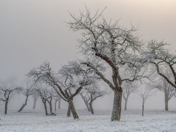 Bare trees on field against sky during winter