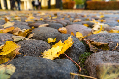 Close-up of yellow maple leaves on rock