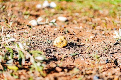 Close-up of lizard on dry leaves on field