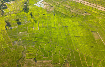 Full frame shot of agricultural field