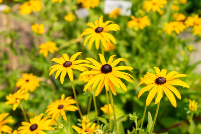 Close-up of yellow flowering plant