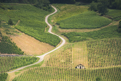 High angle view of vineyard field