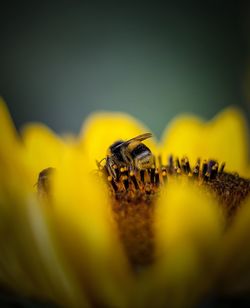 Macro shot of bee on yellow flower