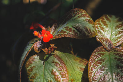 Close-up of plant