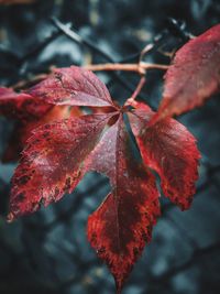 Close-up of red maple leaves