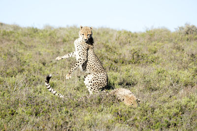 Cheetahs on field