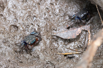 High angle view of insect on rock