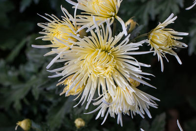 Close-up of white flowering plant