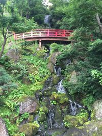 Arch bridge over stream in forest