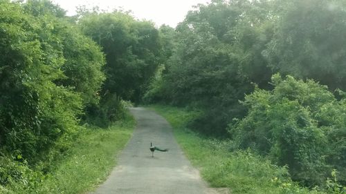 Road passing through forest