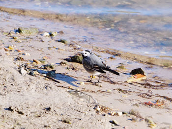 Bird perching on a land