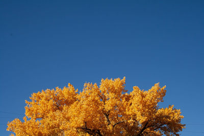 Low angle view of yellow tree against clear blue sky