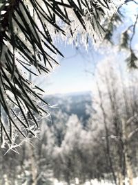 Close-up of pine tree during winter