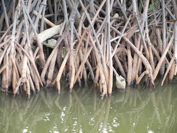 Full frame shot of tree roots in lake