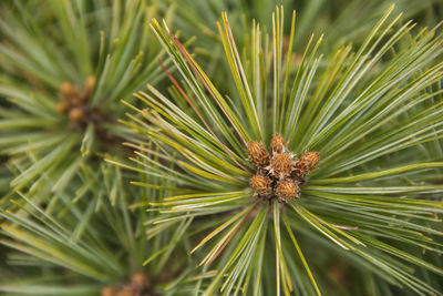 Close-up of plant