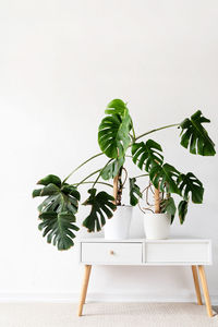 Green tropical monstera plants on toilet table in light and airy interior of room