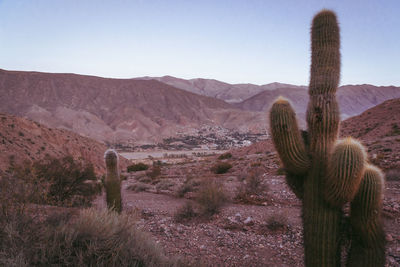 Cactus growing in desert against sky