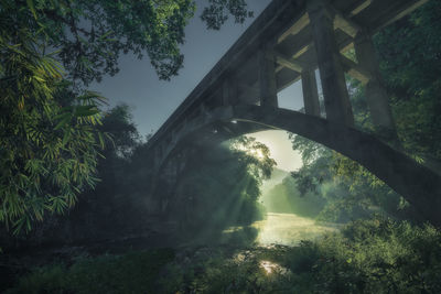 Low angle view of arch bridge in forest