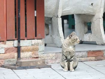 Cat sitting outdoors