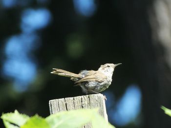 Close-up of bird perching on wood