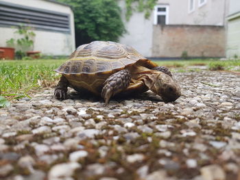 Close-up of a turtle