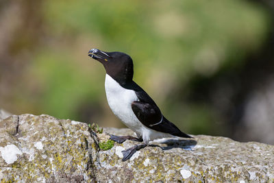 Close-up of bird perching on rock