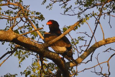 Bateleur eagle sitting in tree