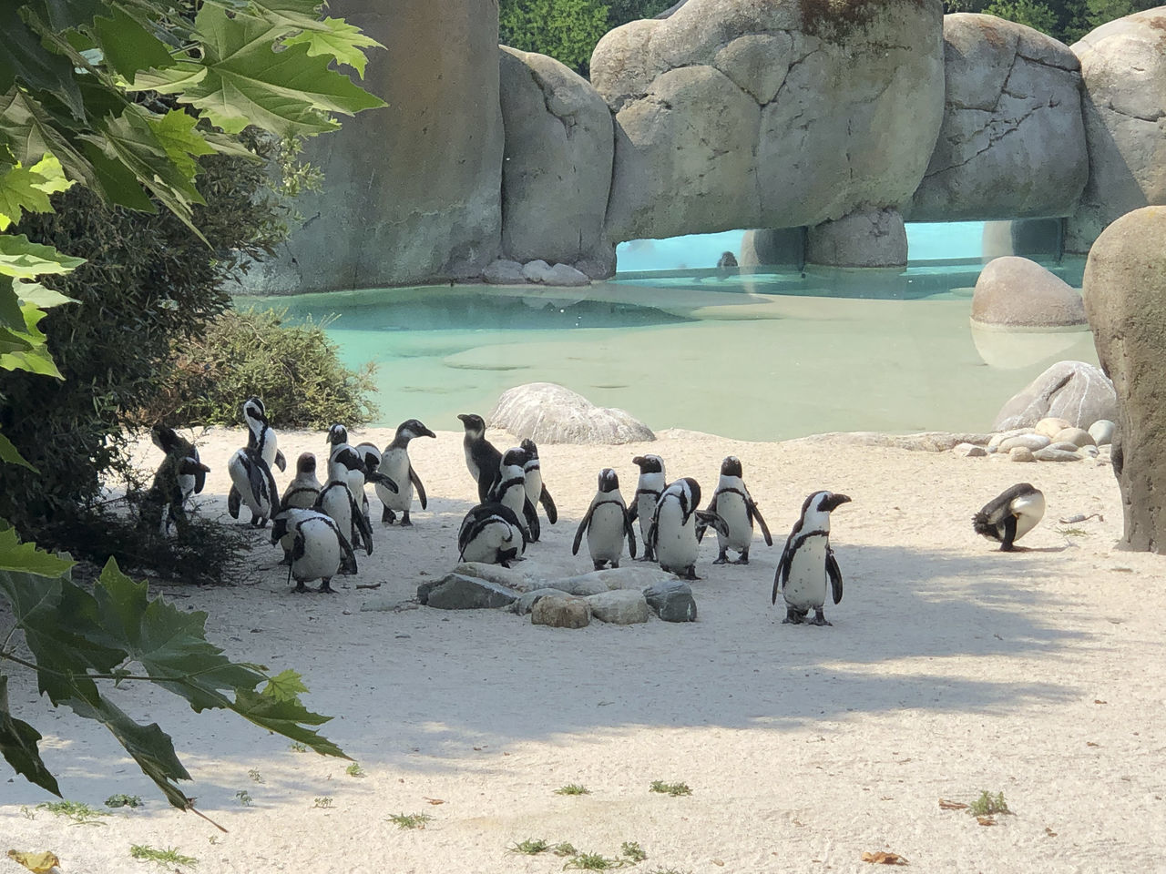 FLOCK OF BIRDS ON ROCK