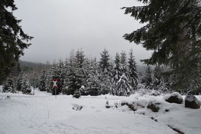 Trees on snow covered field against sky