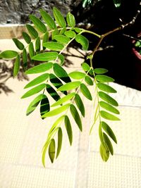 Close-up of leaves