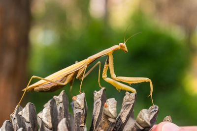 Close-up of grasshopper on leaf