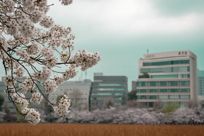 Cherry blossom by tree against buildings