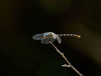 Close-up of dragonfly on twig