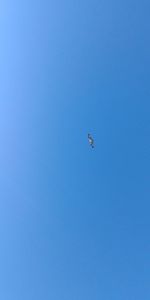 Low angle view of bird flying in sky