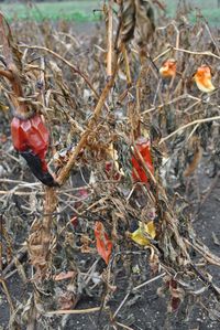 Close-up of red berries on field