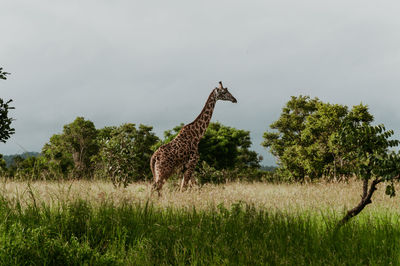 Giraffe in the savannah grazing in mikumi national park 