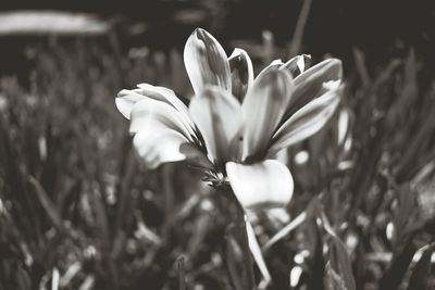 Close-up of crocus blooming outdoors