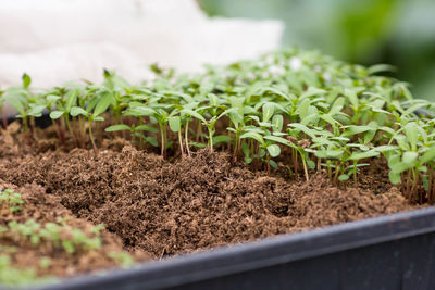Close-up of plants growing on field