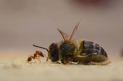 Close-up of insect