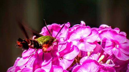 Close-up of bee pollinating on pink flower