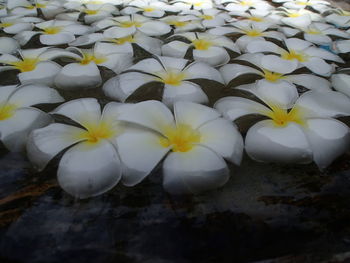 Close-up of white flowers