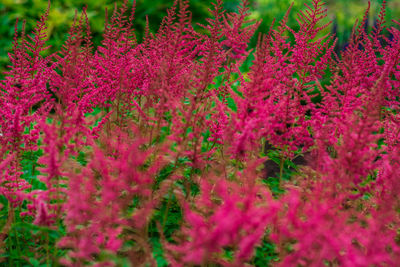 Close-up of pink flowers