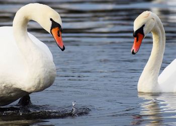 Swan floating on lake