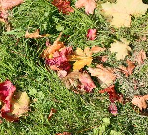 Leaves on grassy field