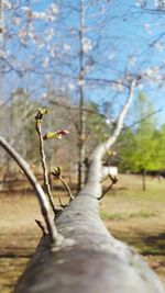 Close-up of bird on branch against sky