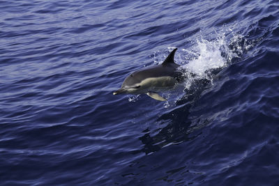 High angle view of dolphin diving in sea